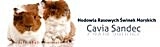 Cavia Sandec