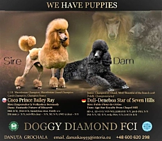 Doggy Diamond ZKwP - FCI