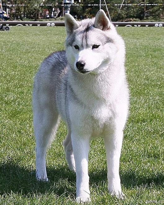 ulahusky
