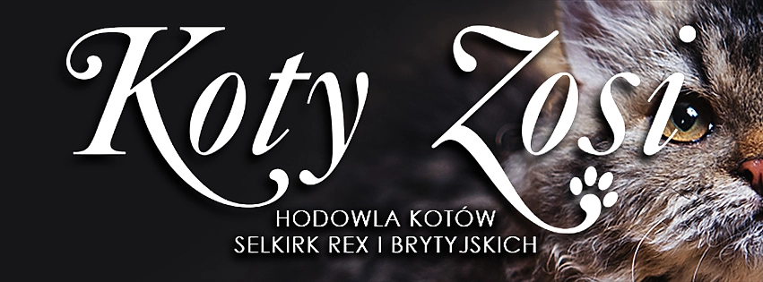 monika@kotyzosi.pl
