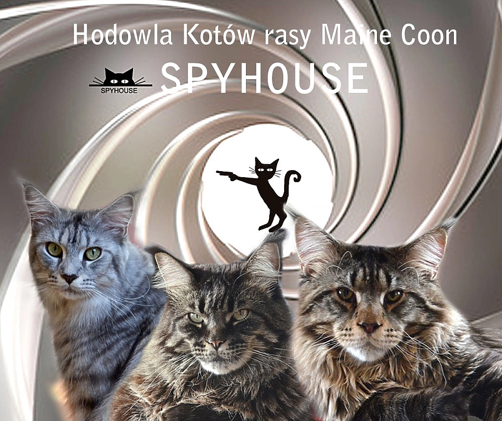 Spyhouse*PL