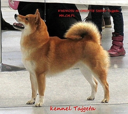 Tajgeta