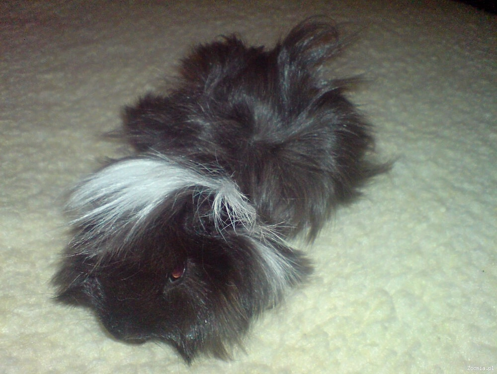 elania