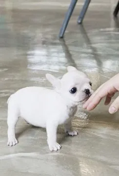 Szczenięta buldoga francuskiego na sprzedaż...................fgf, Podlaskie, Białystok