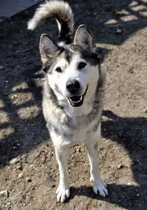 Gaja młoda, energiczna suczka alaskan malamute ADO