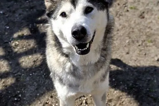 Gaja młoda, energiczna suczka alaskan malamute ADO