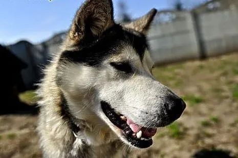 Gaja młoda, energiczna suczka alaskan malamute ADO