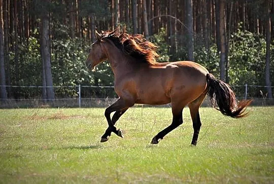 3 letnia klacz po han Furst Sav z oferty Cichoń Dressage, , 