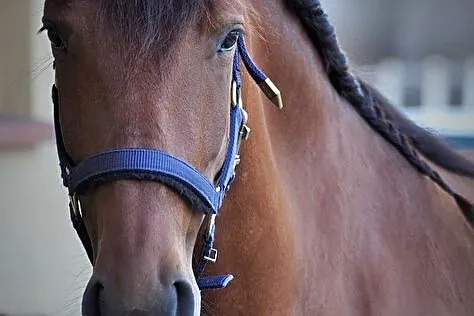 3 letnia klacz po han Furst Sav z oferty Cichoń Dressage, , 