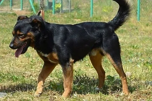 Danio - podpalany przystojniak :),  warmińsko-mazu
