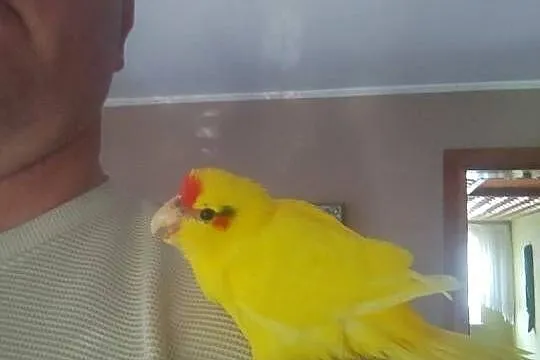 Ręcznie karmioną Modrolotkę sprzedam, Łódzkie, Zgierz