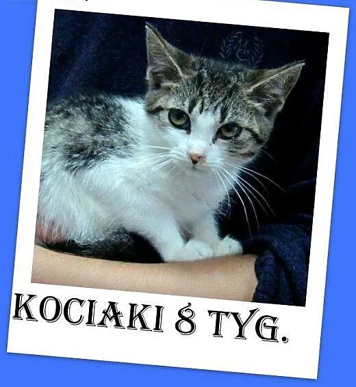 8 tyg.kociaki,kocurek,kociczki,odrobaczone.ADOPCJA