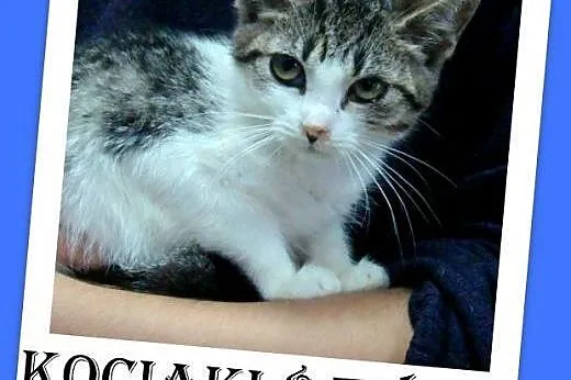 8 tyg.kociaki,kocurek,kociczki,odrobaczone.ADOPCJA