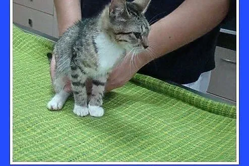 8 tyg.kociaki,kocurek,kociczki,odrobaczone.ADOPCJA