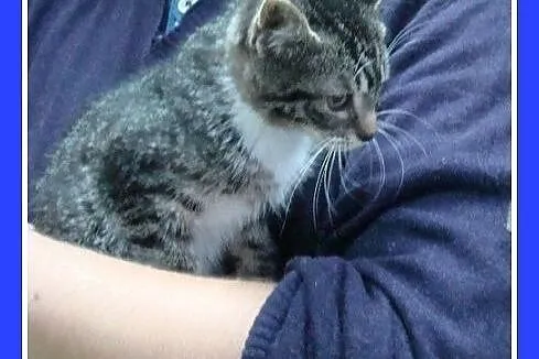 8 tyg.kociaki,kocurek,kociczki,odrobaczone.ADOPCJA