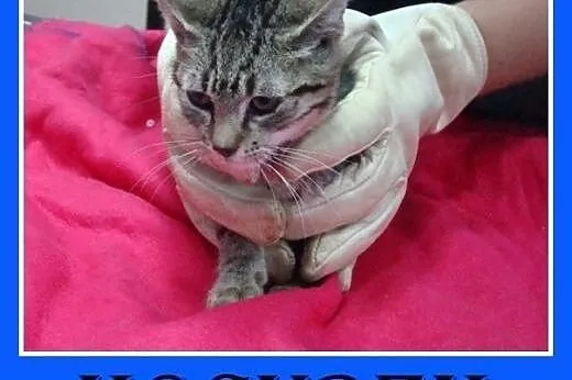 8 tyg.kociaki,kocurek,kociczki,odrobaczone.ADOPCJA