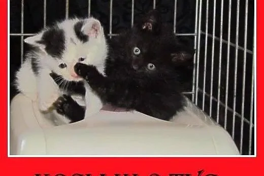 Kociaki,6 tyg. kociczki,kocurki do pilnej adopcji.,  śląskie Katowice