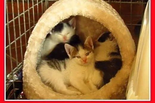 Kociaki,6 tyg. kociczki,kocurki do pilnej adopcji.