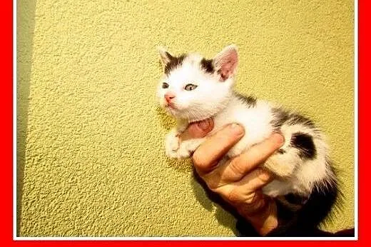 Kociaki,6 tyg. kociczki,kocurki do pilnej adopcji.