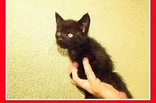 Kociaki,6 tyg. kociczki,kocurki do pilnej adopcji.
