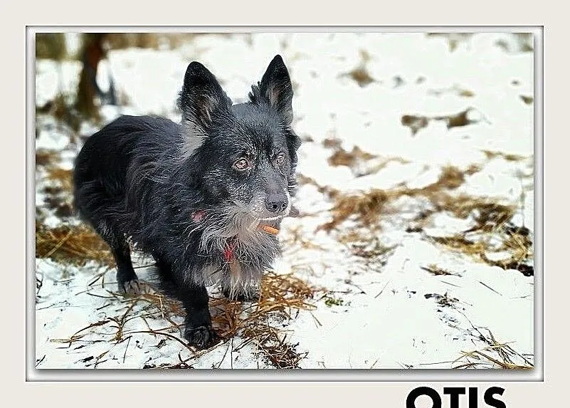 OTIS,9kg,mały,starszy,łagodny,grzeczny,szczepiony piesek.ADOPCJA, , Wrocław
