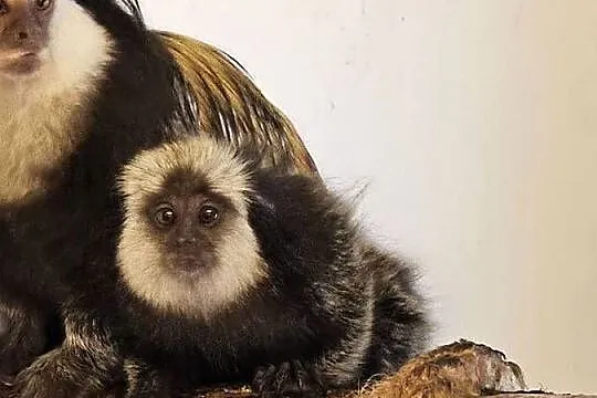 Marmozety białoczelne (Callithrix geoffroyi), Mazowieckie, Siedlce