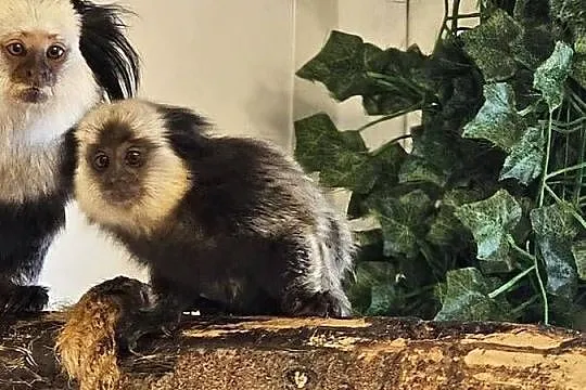 Marmozety białoczelne (Callithrix geoffroyi), Mazowieckie, Siedlce