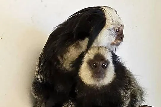 Marmozety białoczelne (Callithrix geoffroyi), Mazowieckie, Siedlce