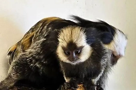 Marmozety białoczelne (Callithrix geoffroyi), Mazowieckie, Siedlce