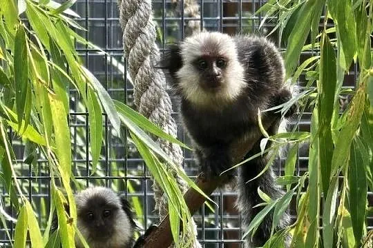 Marmozety białoczelne (Callithrix geoffroyi), Mazowieckie, Siedlce