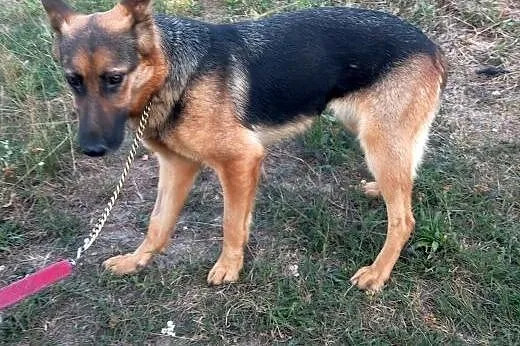 BURMISTRZ - subtelny psiak szuka opiekunów,  Kunde