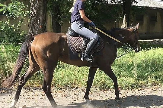 Klacz, 3,5 roku, 166cm. PS( XX), , 