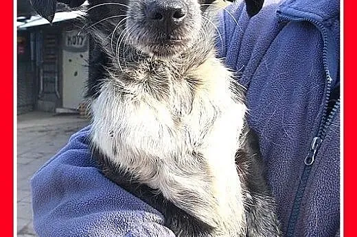 Mała,delikatna,filigranowa,sarenkowata,łagodna suczka SISI.Adopcja,  dolnośląskie Wrocław