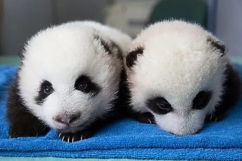 Szocializált panda kölykök