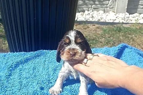 Cocker Spaniel Angielski Piesek
