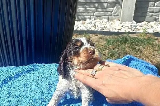 Cocker Spaniel Angielski Piesek, Wielkopolskie, Jutrosin