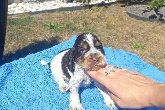 Cocker Spaniel Angielski Piesek, Wielkopolskie, Jutrosin
