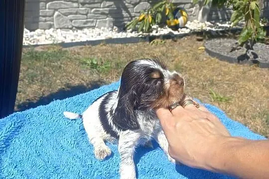 Cocker Spaniel Angielski Piesek, Wielkopolskie, Jutrosin