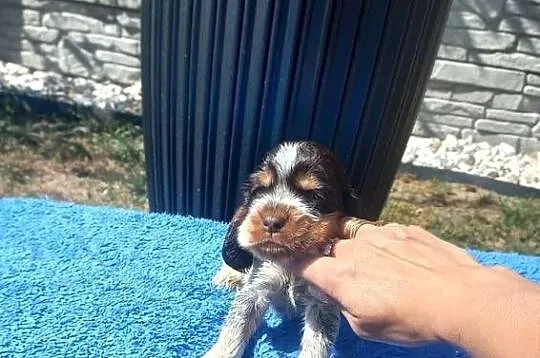 Cocker Spaniel Angielski Piesek, Wielkopolskie, Jutrosin
