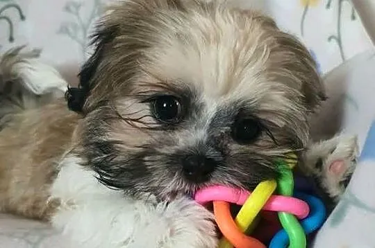 Śliczny Piesek Shih Tzu