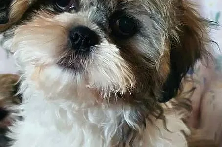 Śliczny Piesek Shih Tzu, Lubelskie, Puławy
