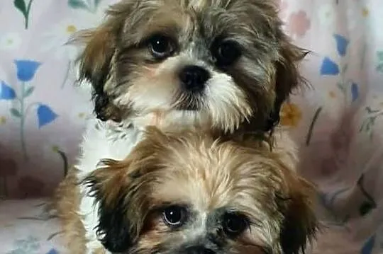Śliczny Piesek Shih Tzu, Lubelskie, Puławy