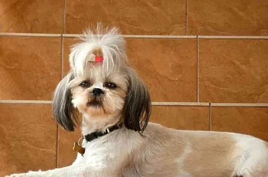 Śliczny Piesek Shih Tzu, Lubelskie, Puławy