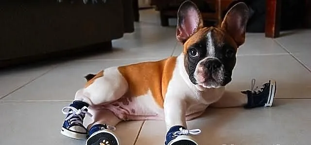 Brązowy-biały, buldog francuski szczenięta z dobry