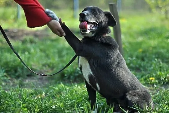 Uśmiechnięty od ucha do ucha, przyjacielski Nero szuka domu!
