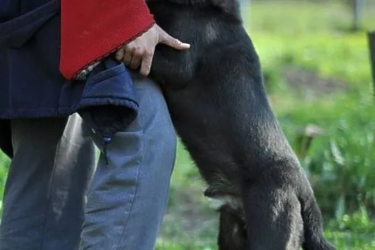 Uśmiechnięty od ucha do ucha, przyjacielski Nero s