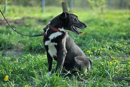 Uśmiechnięty od ucha do ucha, przyjacielski Nero s