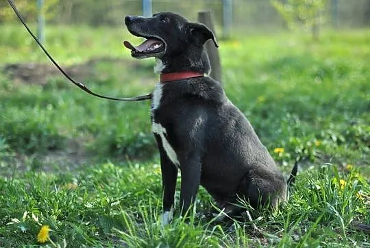 Uśmiechnięty od ucha do ucha, przyjacielski Nero s