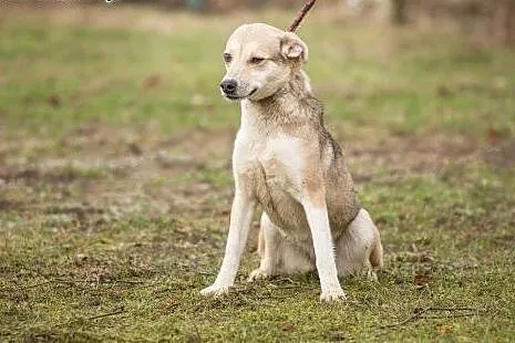 Młoda, kochana Alba, drobna suczka szuka domu,  Ku