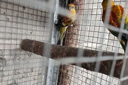 Sprzedam papugi, Wielkopolskie, Rawicz